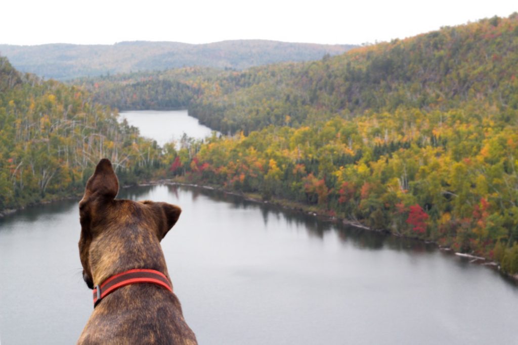 Bean & Bear Butters Staring Out_Alyssa Hei-1024