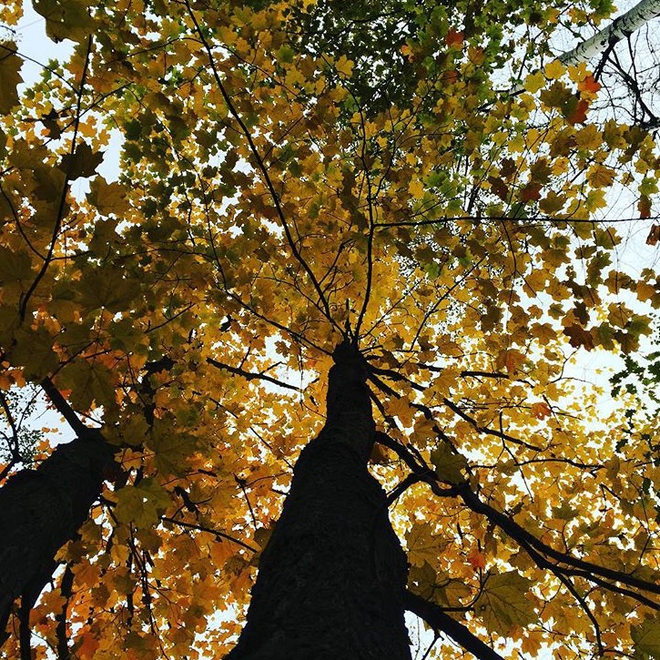 midwest_fall_tree_leaves_changing_minnesota_tom_barbano