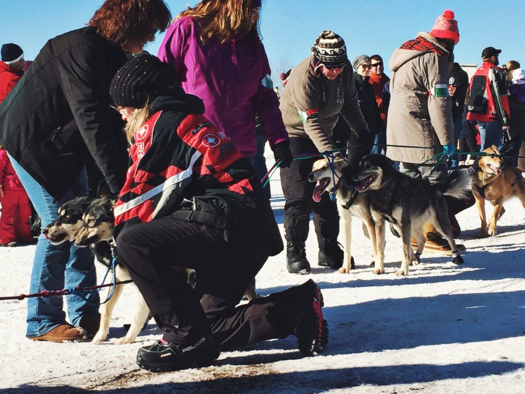 John Beargrease Sled Dog Marathon – Duluth Loves Local