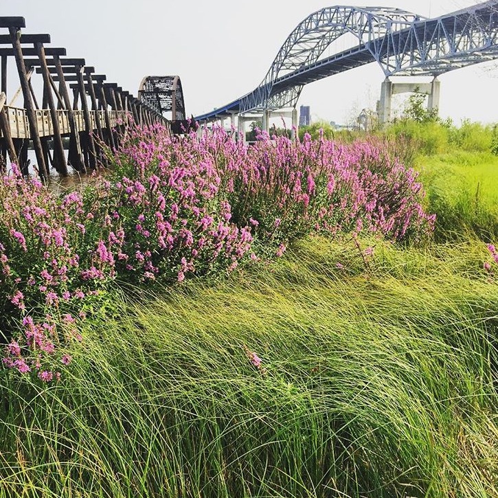 wild_flowers_industrial_bridge_duluth_mn_field_tom_barbano