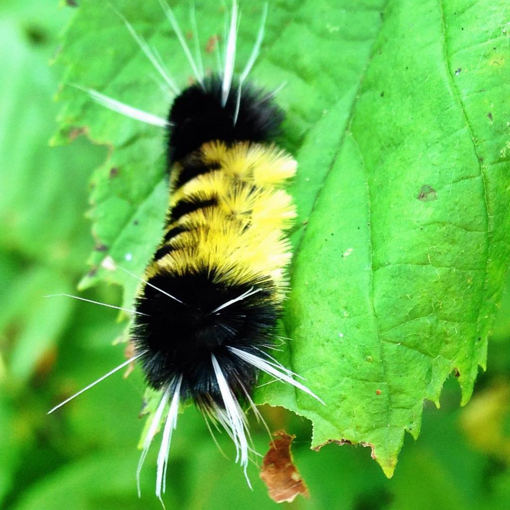 Carlton-Peak-caterpillar-minnesota-nature-jon-schelander